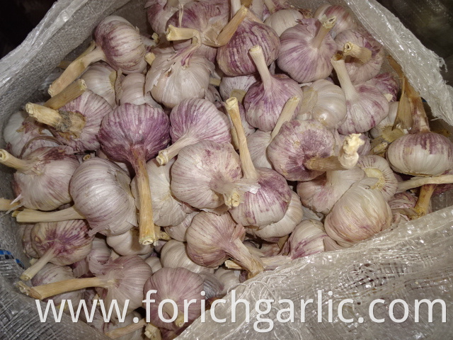 Best Quality Normal White Garlic